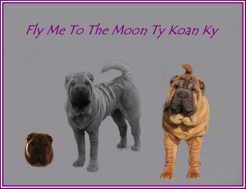 Fly me to the moon Ty koan ky