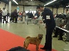  - 11 01 2014 paris dog show